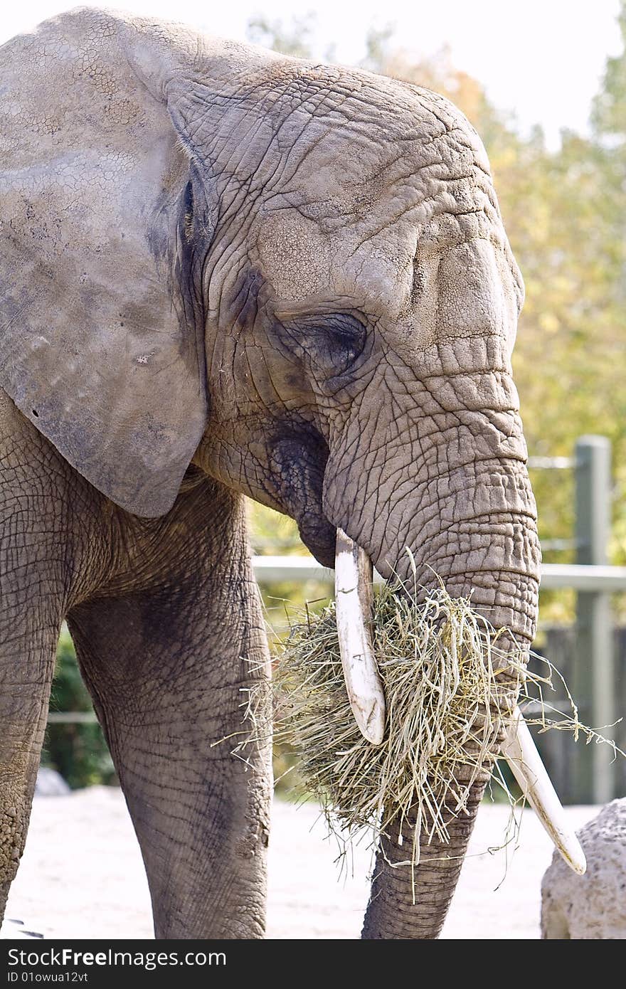 Elephant close up shot eating