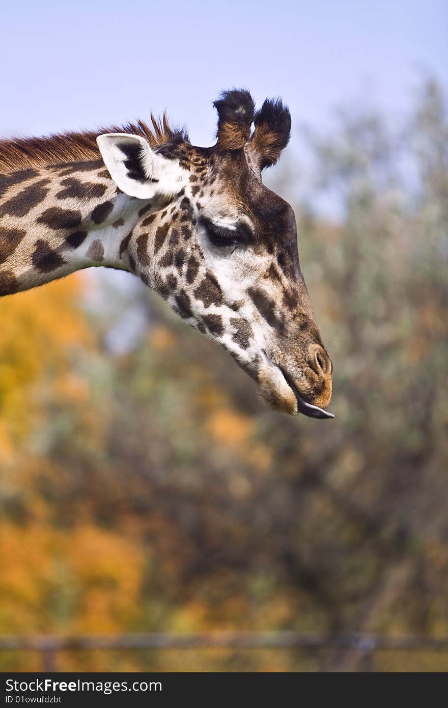 Photo of the giraffe close up