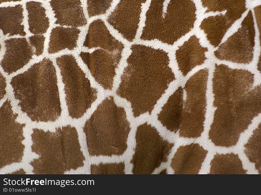 Closeup of a Giraffe's fur and skin texture. Closeup of a Giraffe's fur and skin texture.
