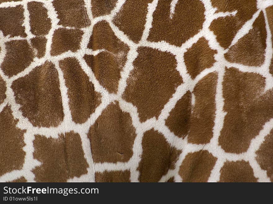 Giraffe Skin