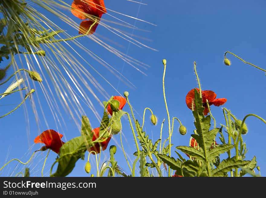 Poppy field