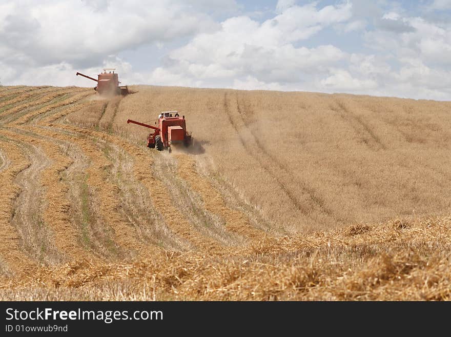 Old combine harvesting a wheat field, wide stubble field, good year