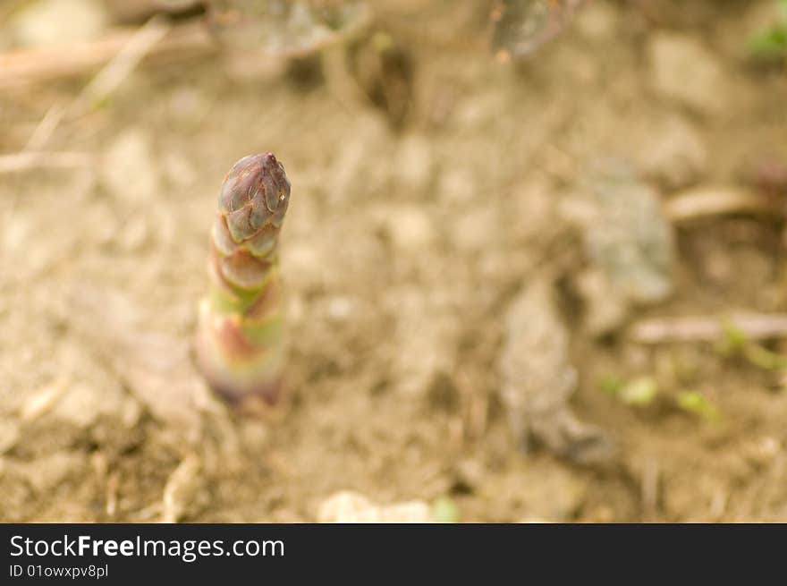 First Asparagus