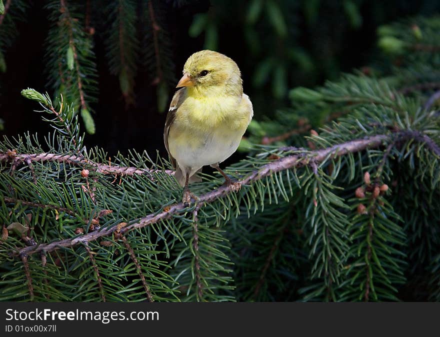 A female goldfinch perched on a spruce tree branch. A female goldfinch perched on a spruce tree branch