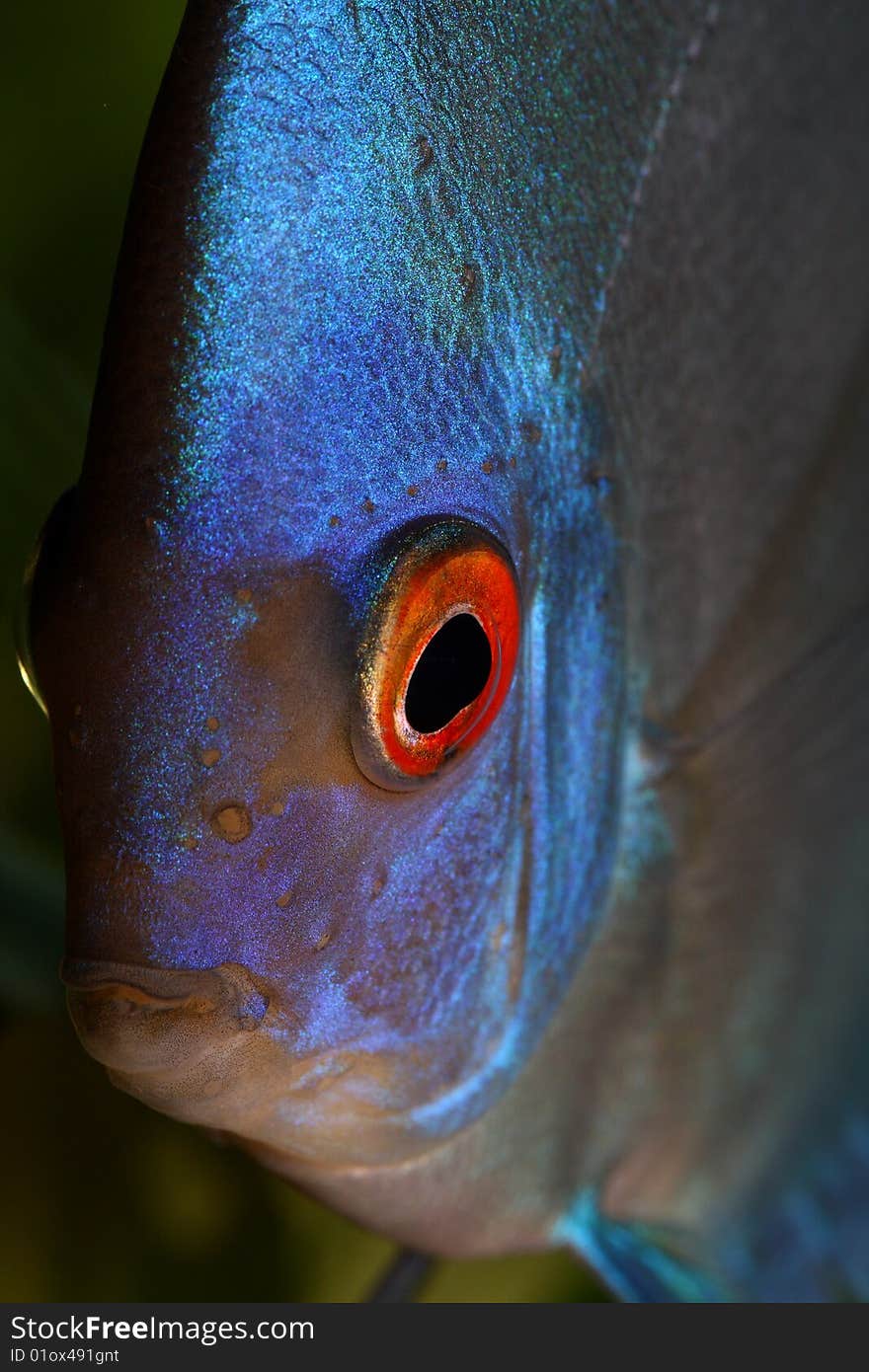 Discus head close up shot in aquarium