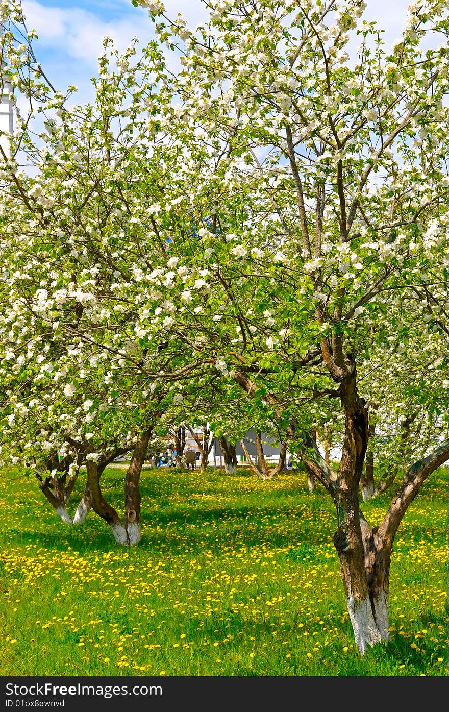 Apple Trees