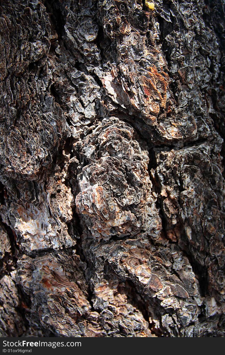 Close up image of a tree trunt. Close up image of a tree trunt