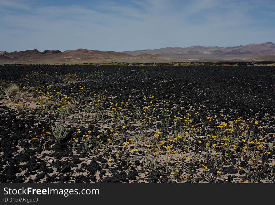 Desert Flowers