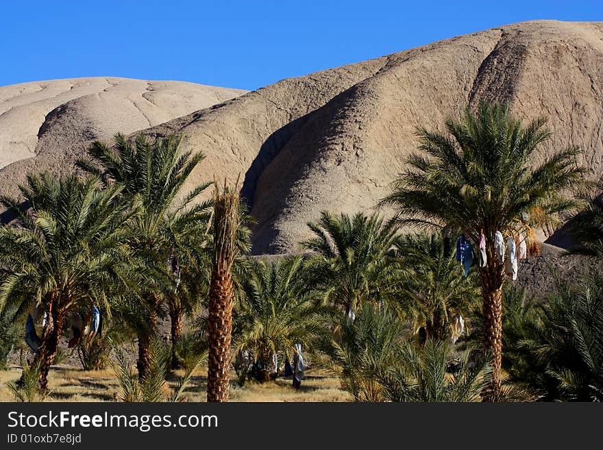 Palm Tree Date Farm taken in the Mojave Desert in California