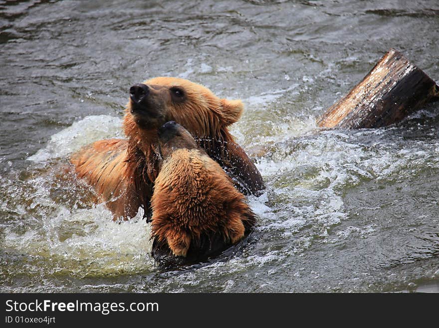 Kodiak bear