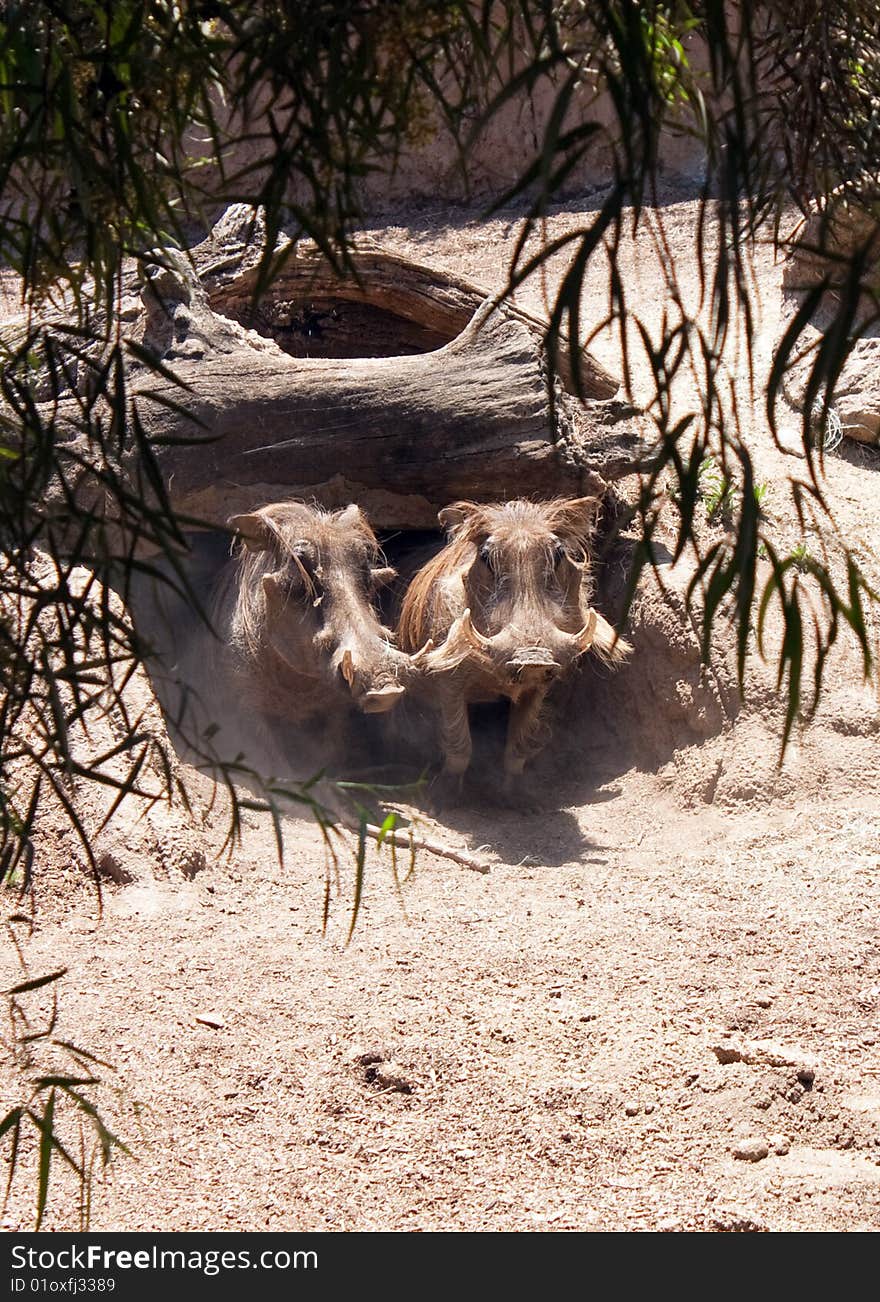 A pair of warthogs emerging from their den.