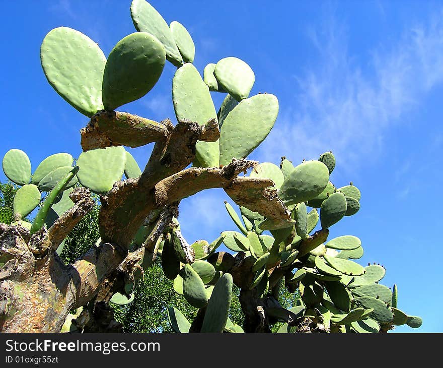 Huge cactus standing against the blue summer sky.
Found in back lane of Perth, Australia. Huge cactus standing against the blue summer sky.
Found in back lane of Perth, Australia.