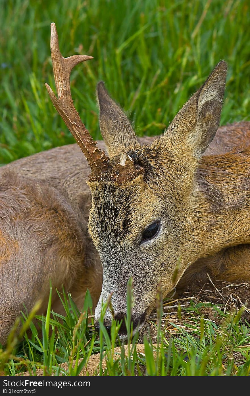 Injured deer on the meadow