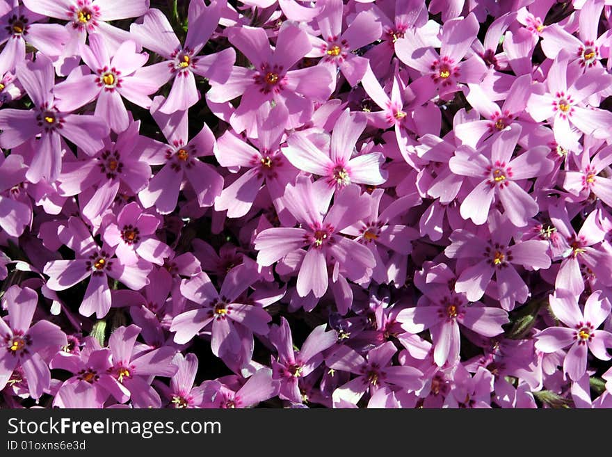 Pink flowers in the garden