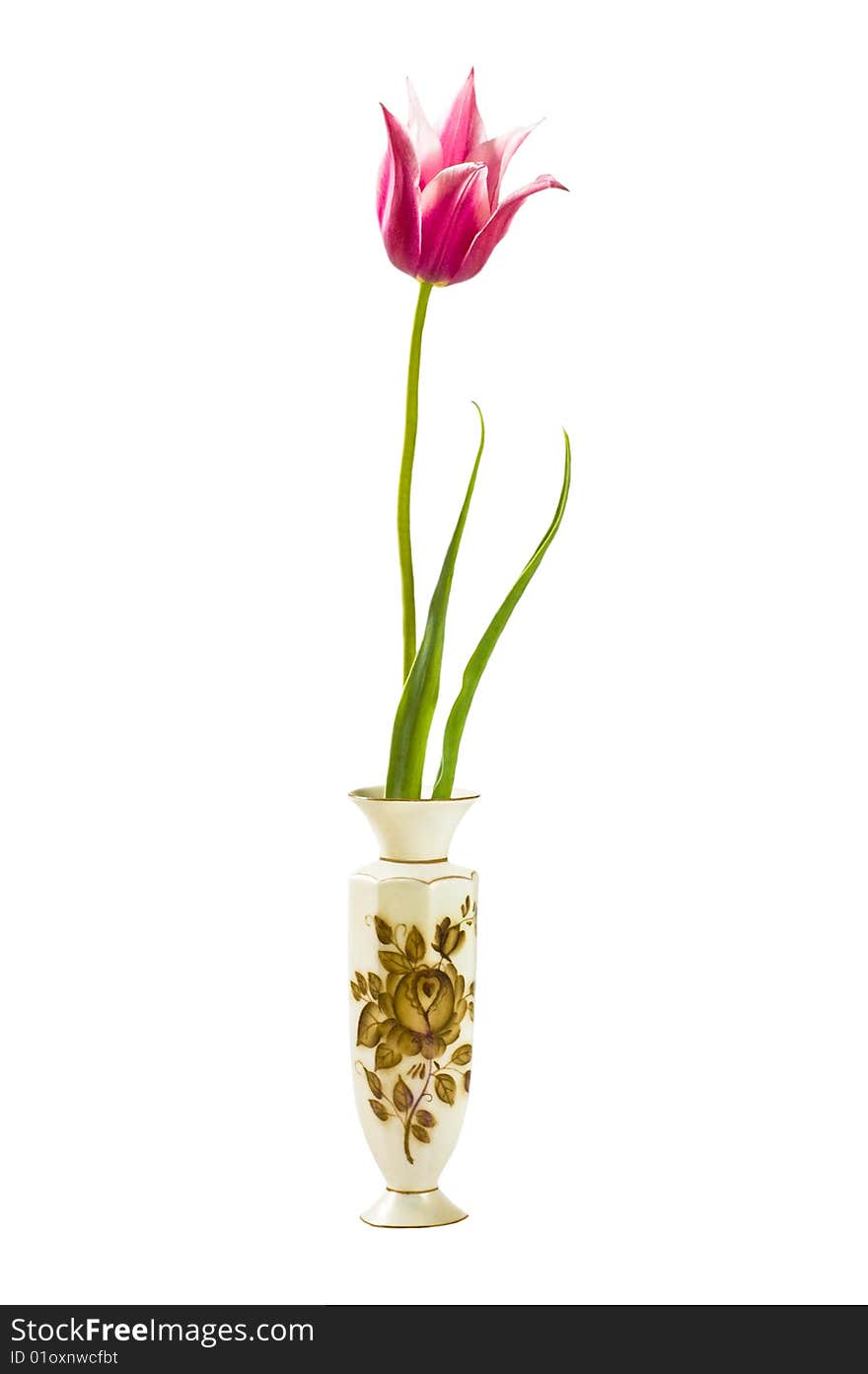 Red tulip in vase