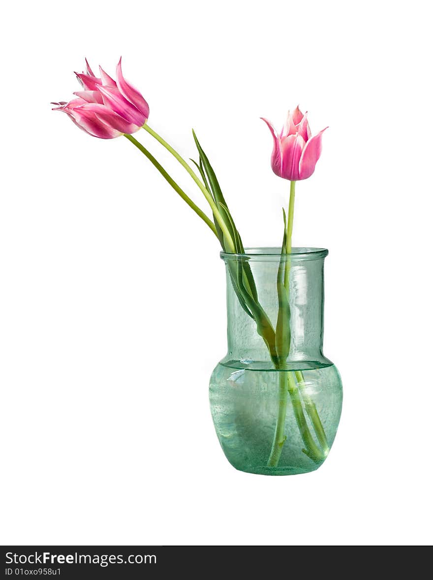 Three tulips in vase