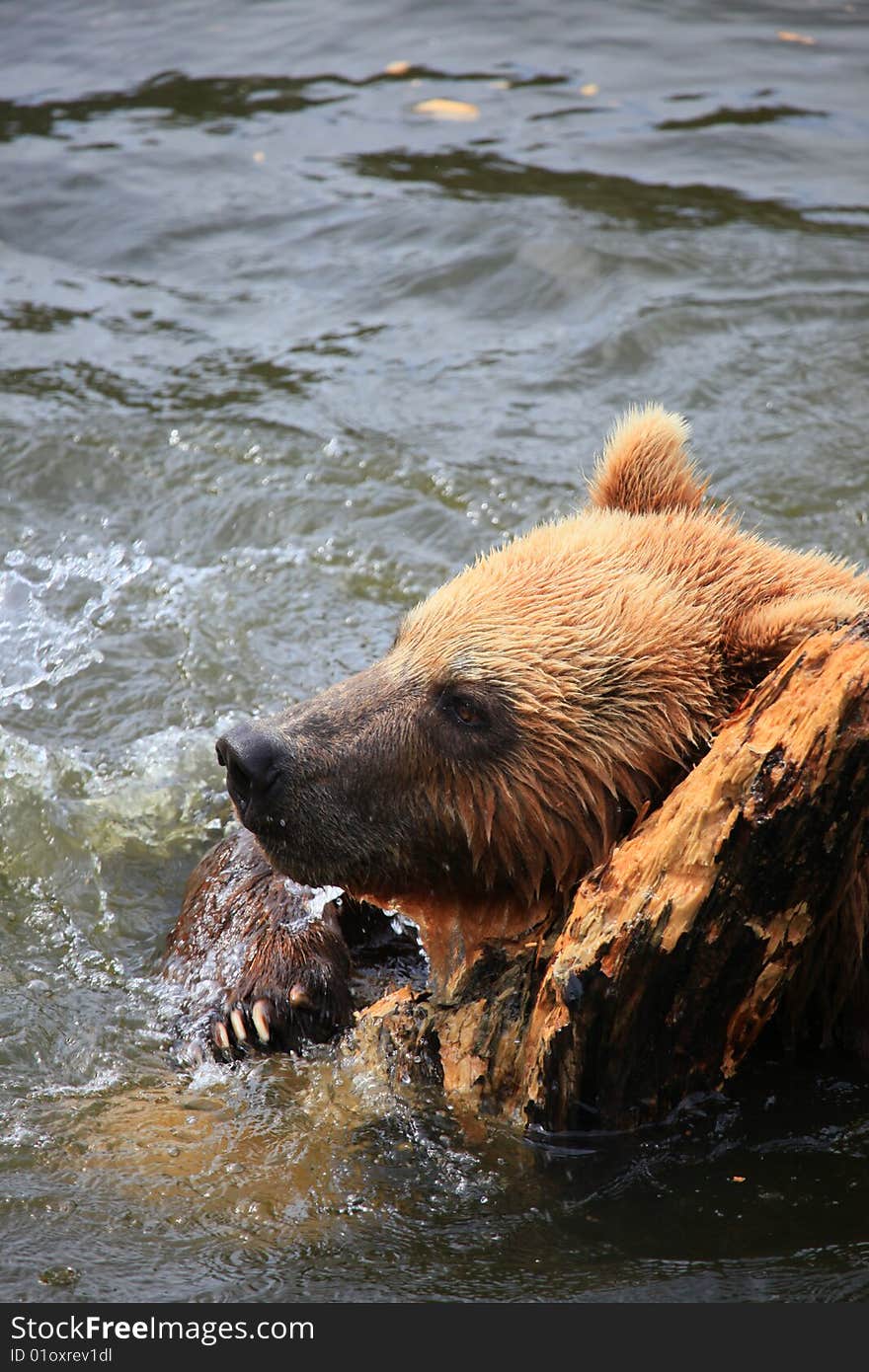 Kodiak bear