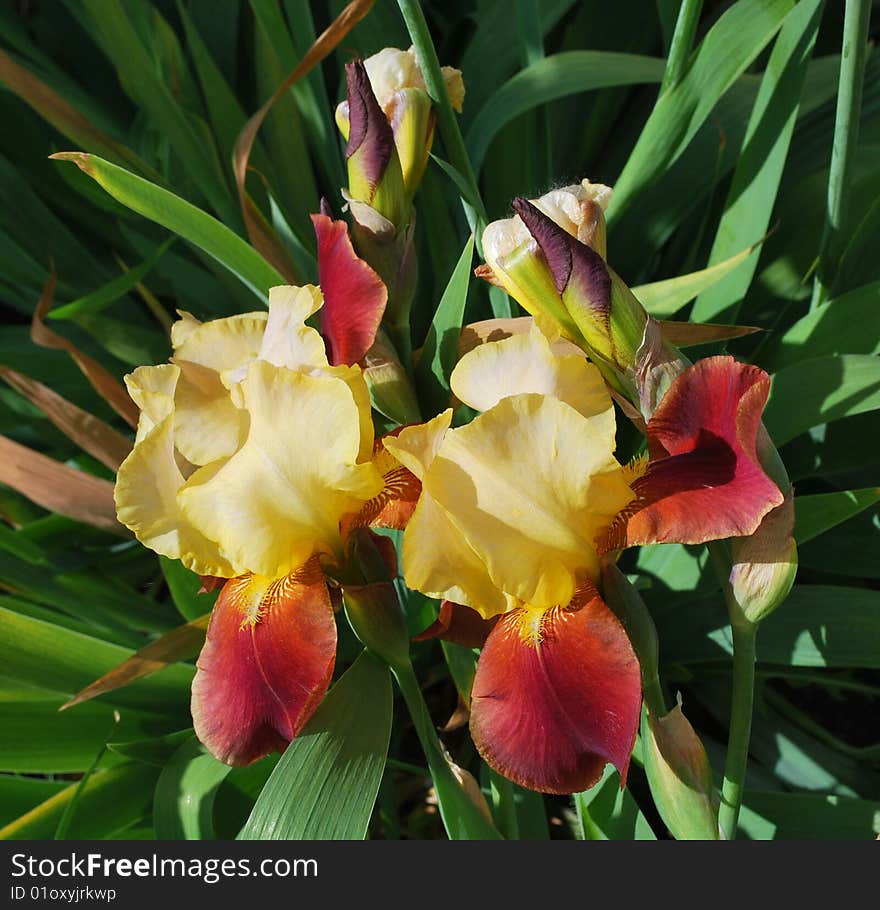 Two Irises