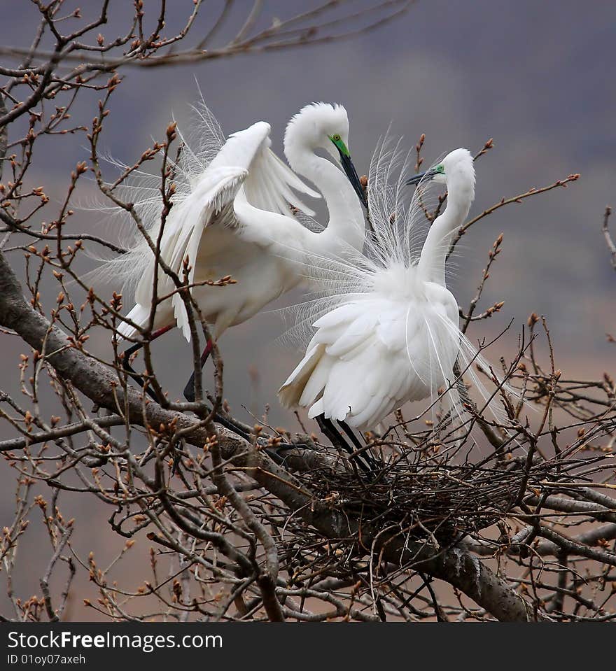 A pair of aigrettes on the branch, this kind of bird lives in Hongtonggou, Dandong, Liaoning, China