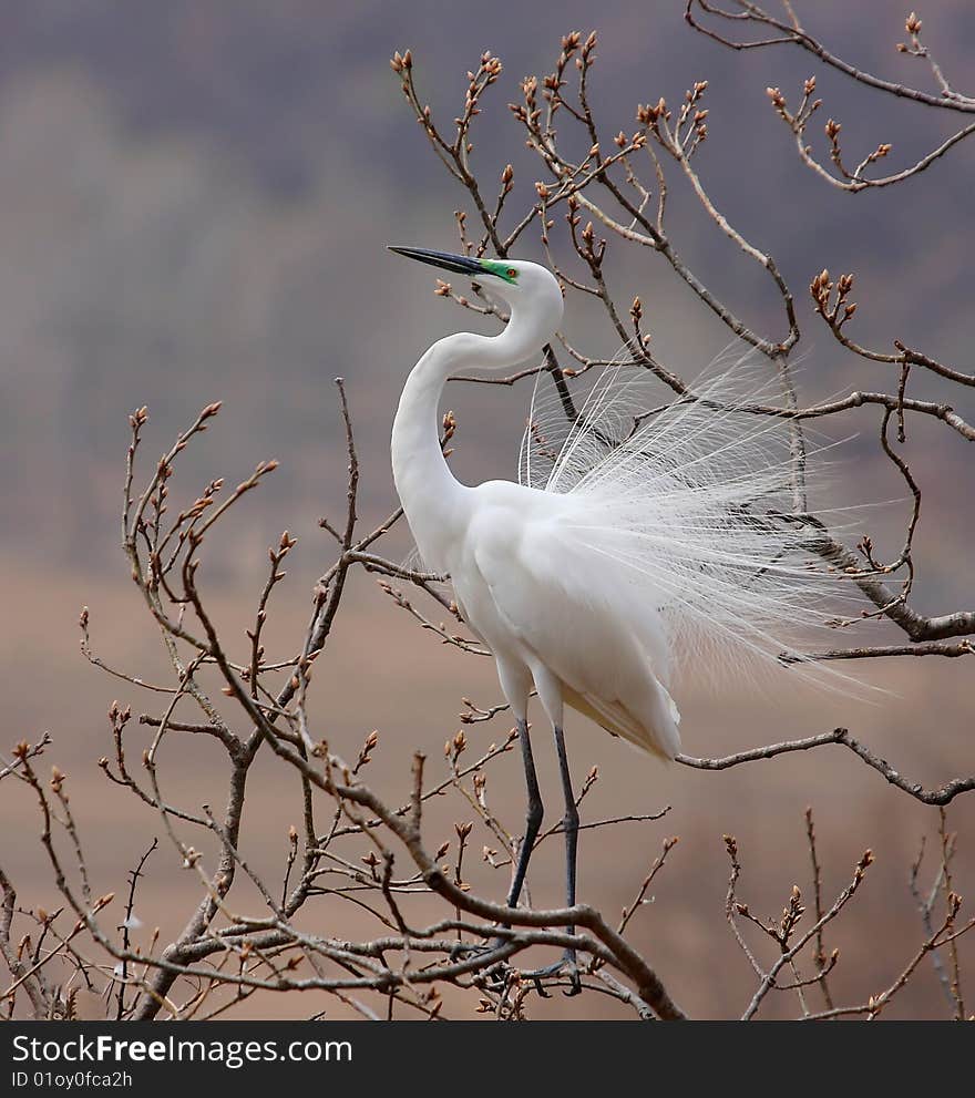 An aigrette on the branch, this kind of bird lives in Hongtonggou, Dandong, Liaoning, China