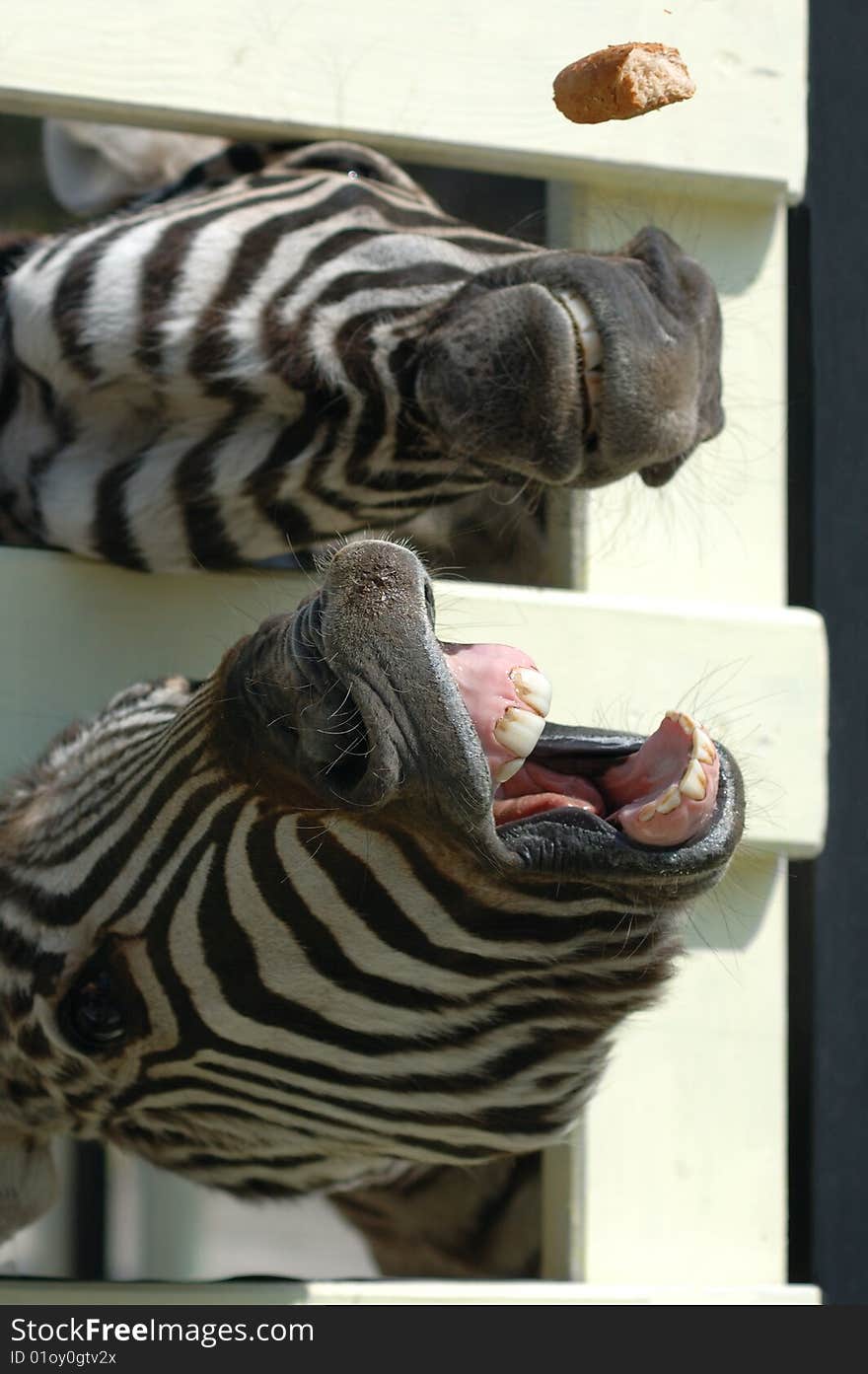 Two zebras in the zoo