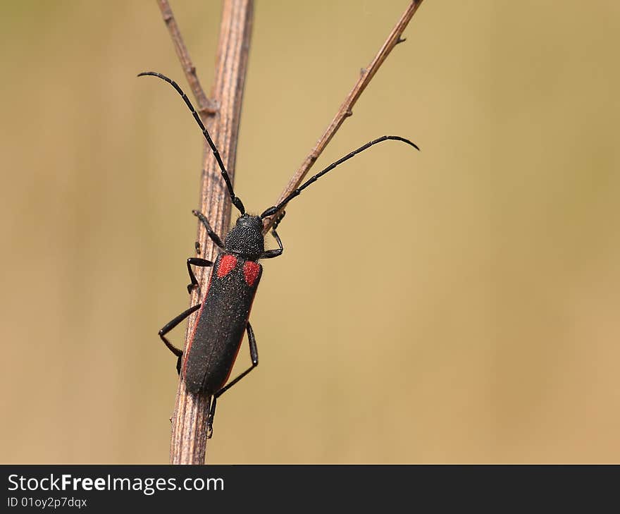 Cerambycidae