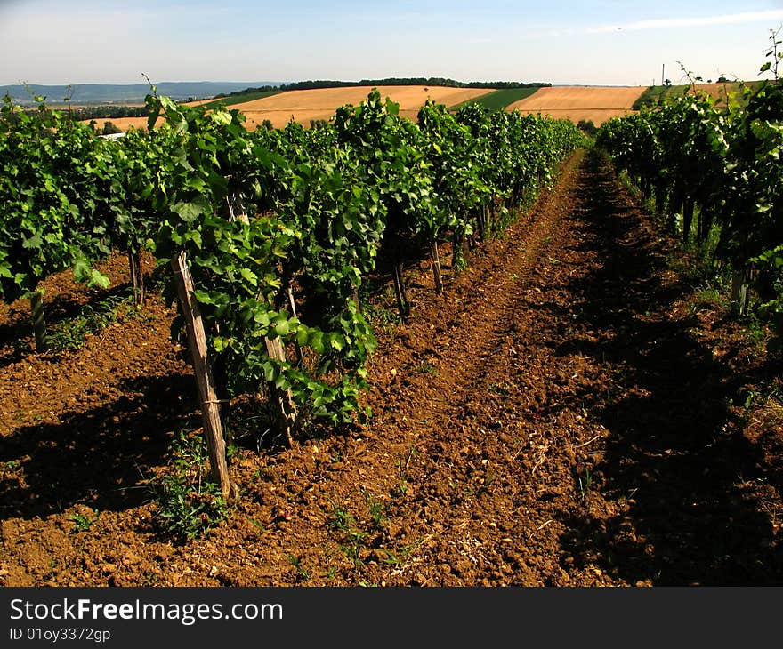 Vineyard