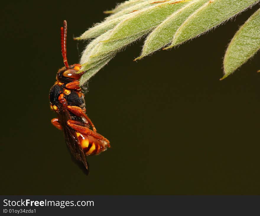 A tenthredinidae is sleeping by biting the end of a leaf.