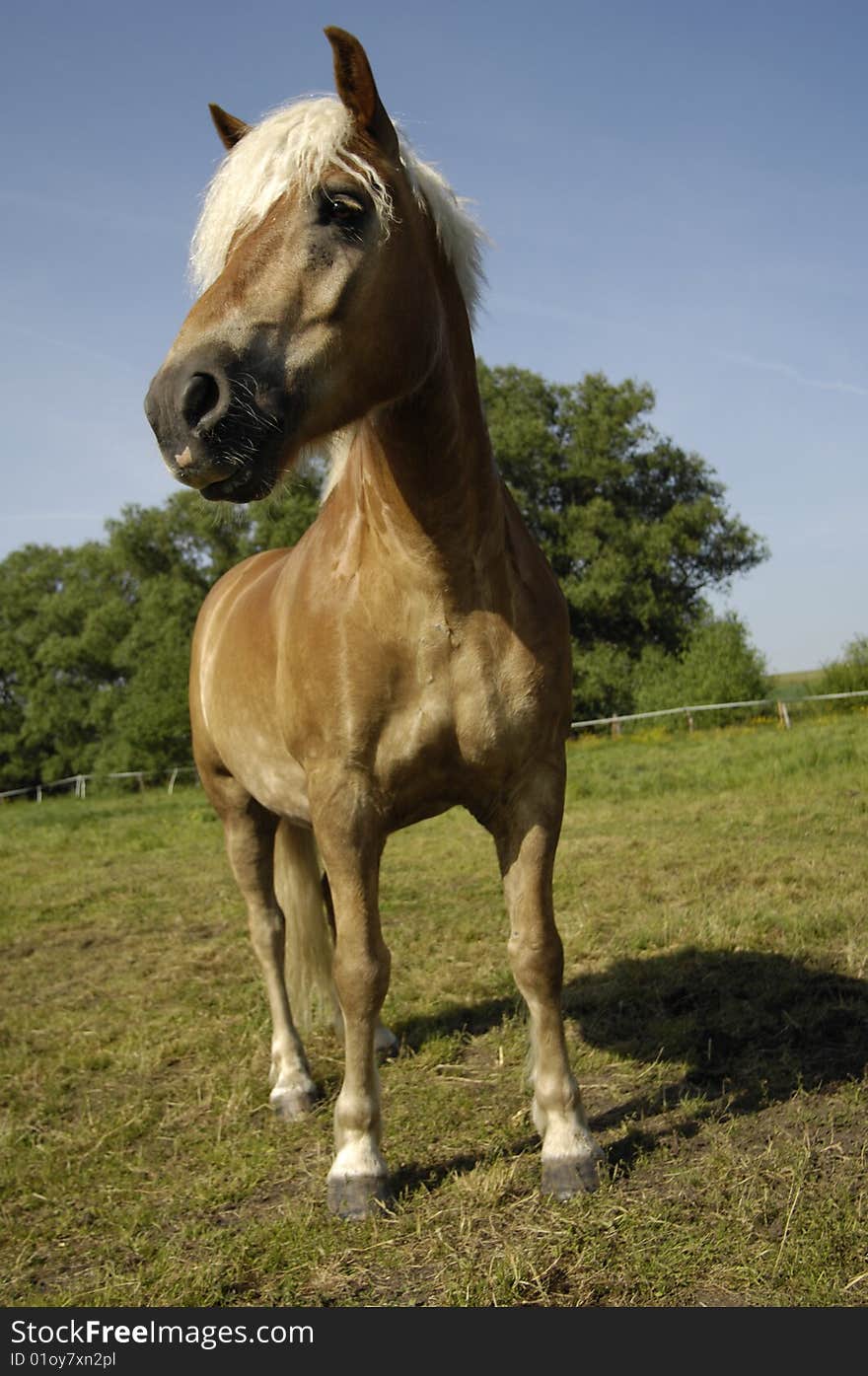 Front view of a thoroughbred Haflinger horse standing on a meadow and staring. Front view of a thoroughbred Haflinger horse standing on a meadow and staring