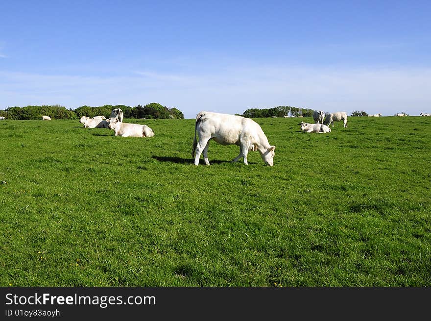 Cow enjoy the fresh grass food in free land