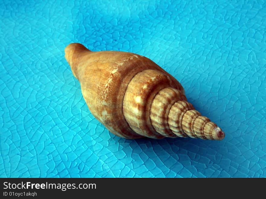 Sea shell on glazed tile. Sea shell on glazed tile