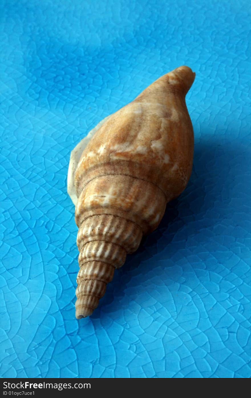 Sea shell on glazed tile. Sea shell on glazed tile