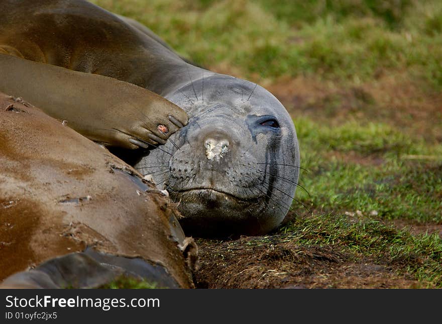 Closeup portrait of single  seal