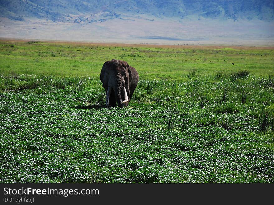 Elephant in wilderness