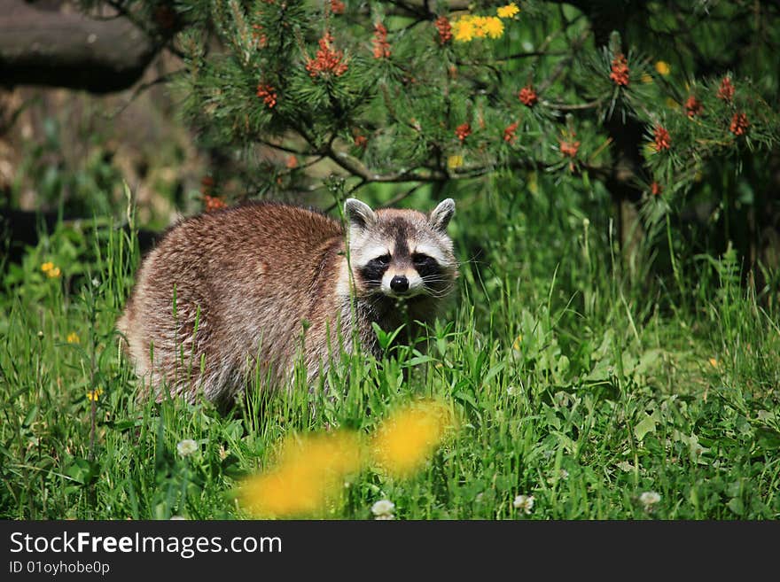 A photo of a raccoon