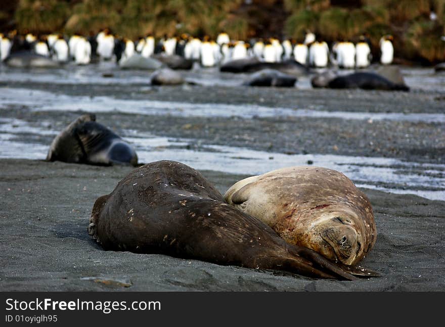 Closeup portrait of elephant  seal