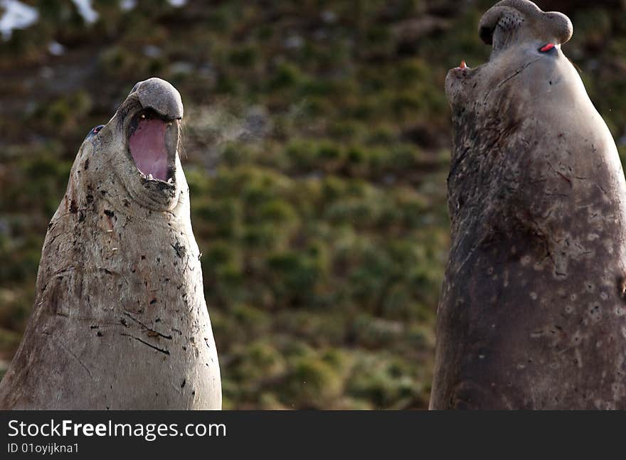 Closeup portrait of elephant  seal