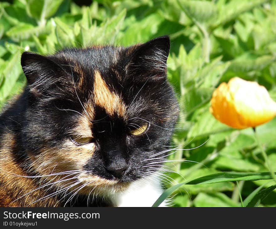 Close up of a pretty tortishell cat's face with attitude in a garden with orange flower in the background. Close up of a pretty tortishell cat's face with attitude in a garden with orange flower in the background