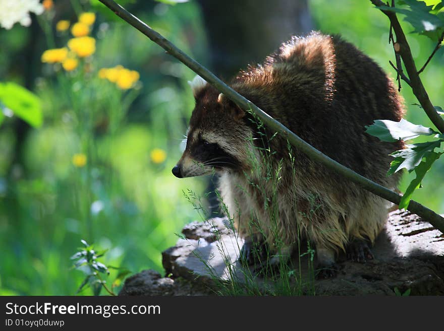 A photo of a raccoon