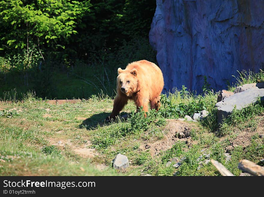 Kodiak Bear