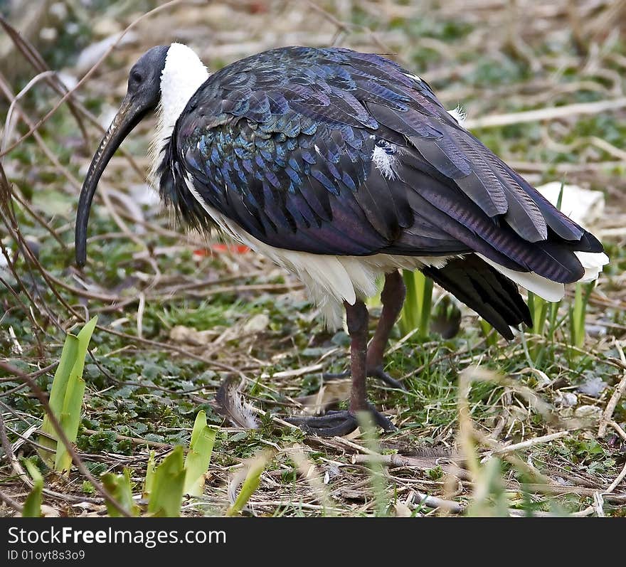 Straw-necked ibis 4