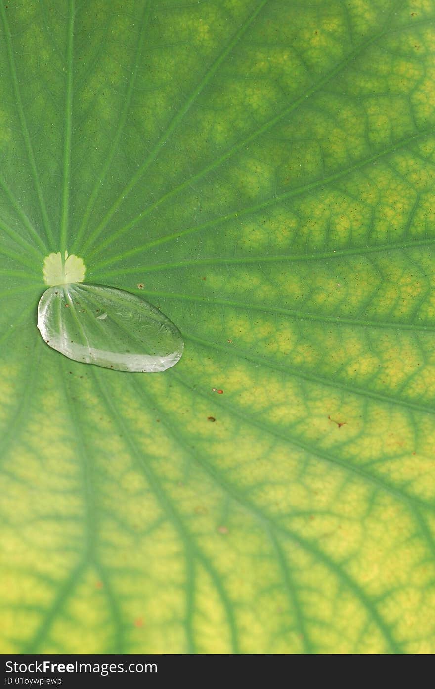 Waterdrop on green lotus leaf. Waterdrop on green lotus leaf