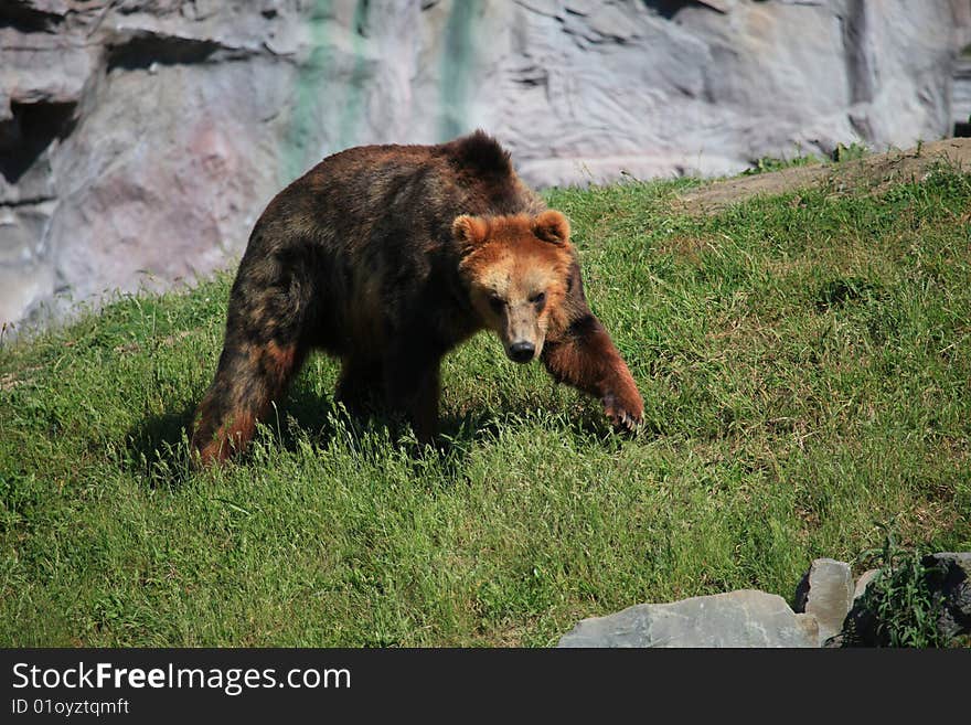 Kodiak bear