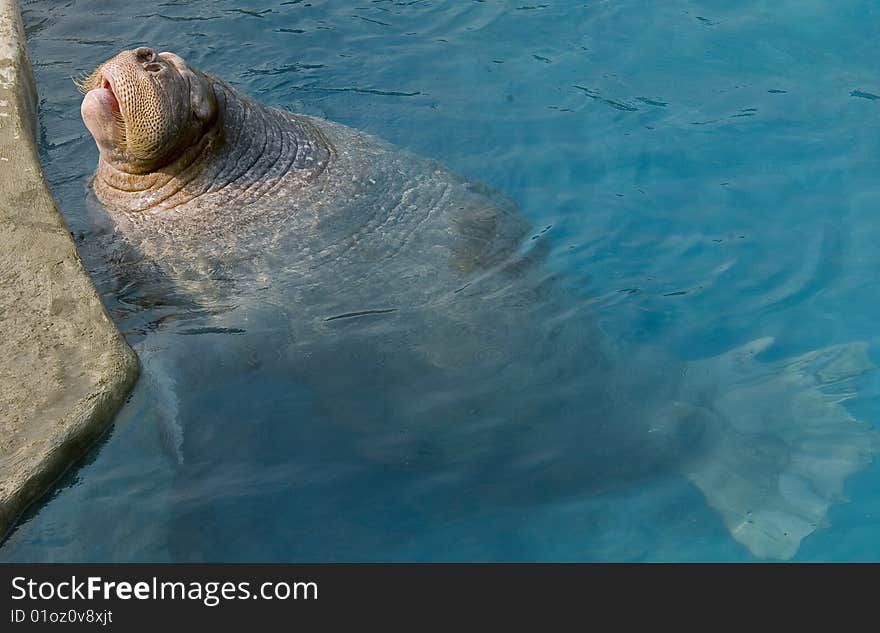 Walrus. Latin name - Octobenus rosmarus divergens. Walrus. Latin name - Octobenus rosmarus divergens