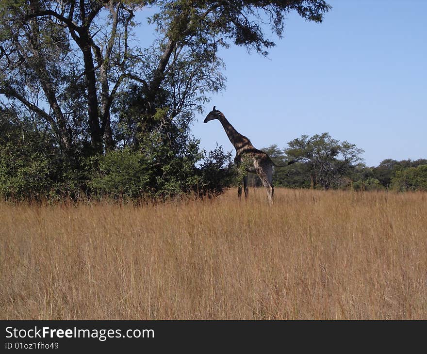 A giraffe eating the leaves of a tree while camouflaged with the bush behind it. A giraffe eating the leaves of a tree while camouflaged with the bush behind it.