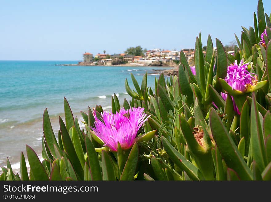 Seaside town. pink flowers in the foreground