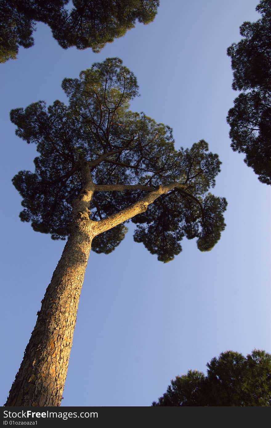 Evergreen pine trees in blue sky, wide angle top view. Evergreen pine trees in blue sky, wide angle top view