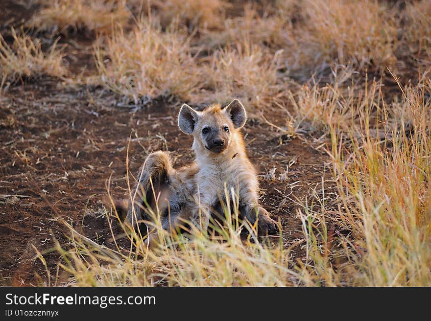 The Spotted Hyena (Crocuta crocuta), also known as the Laughing Hyena, Cape Wolf or Tiger Wolf is the largest species of hyena. It occurs in many different habitats, from extremely hot and arid lowland areas in its northern and southern ranges, to cold, mountainous terrains (South Africa). The Spotted Hyena (Crocuta crocuta), also known as the Laughing Hyena, Cape Wolf or Tiger Wolf is the largest species of hyena. It occurs in many different habitats, from extremely hot and arid lowland areas in its northern and southern ranges, to cold, mountainous terrains (South Africa)