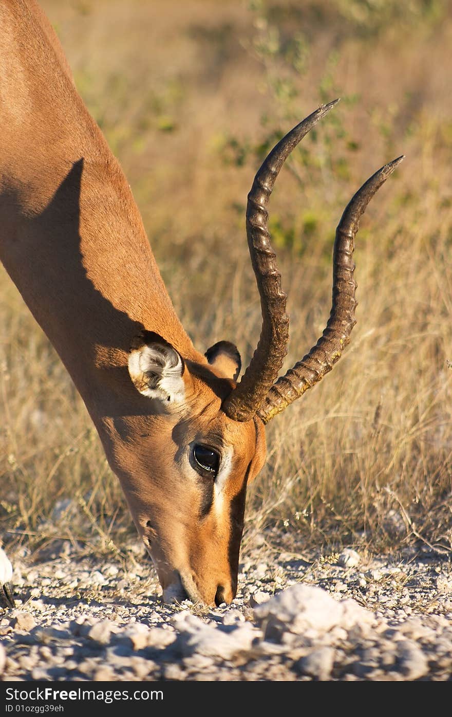 Male impala grazing at Etosha National Park, Namibia. Male impala grazing at Etosha National Park, Namibia