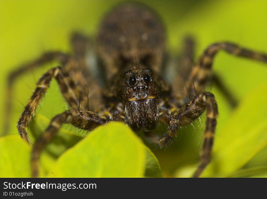 Close up of jumping spider (Salticidae)